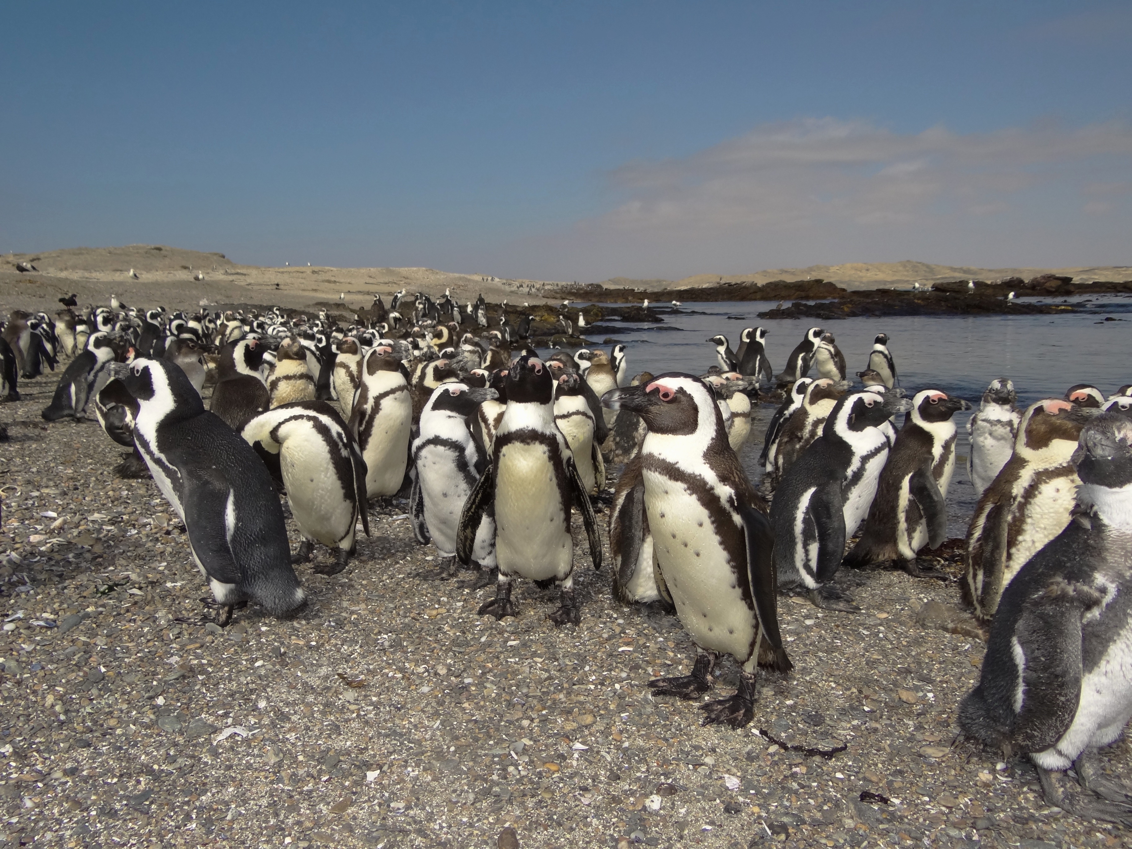 Beach crowd at Halifax Island